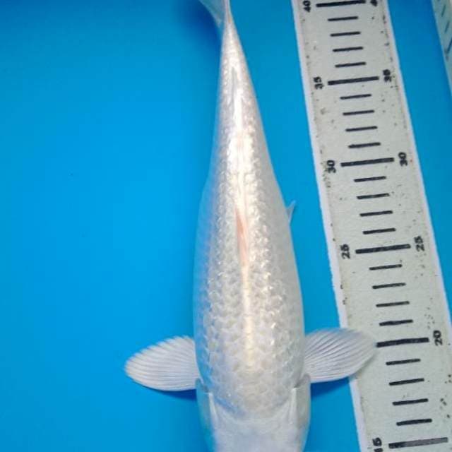 PLATINUM GINRIN BULKY 32 Cm