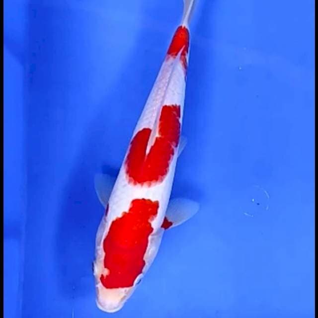 KOHAKU # 27CM