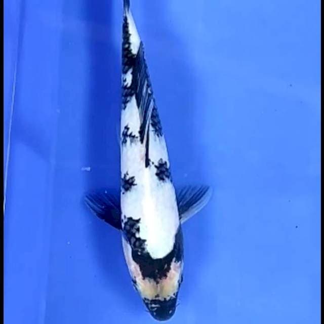 SHIRO UTSURI # 23CM