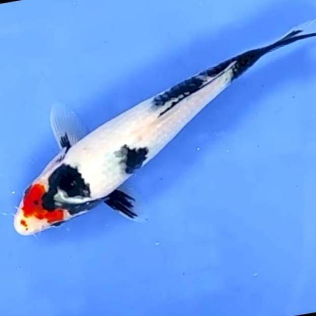 TANCHO SHOWA # 21CM