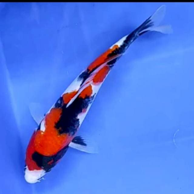 SHOWA QUALITY # 22CM