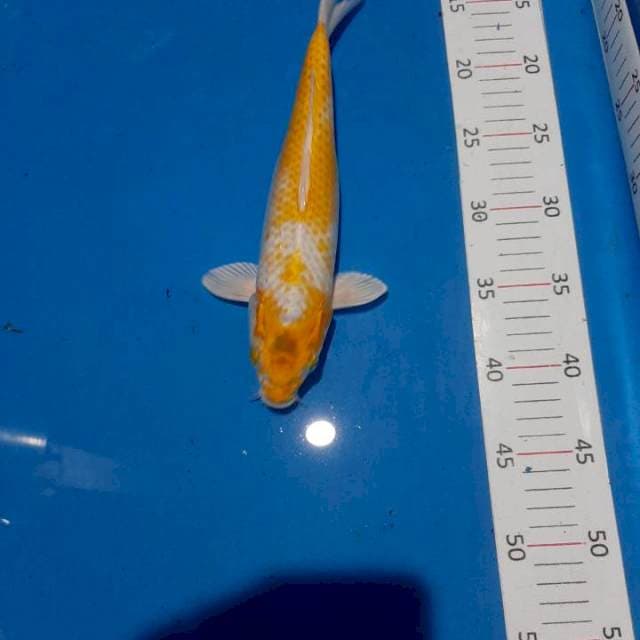 Hariwake male 30 cm