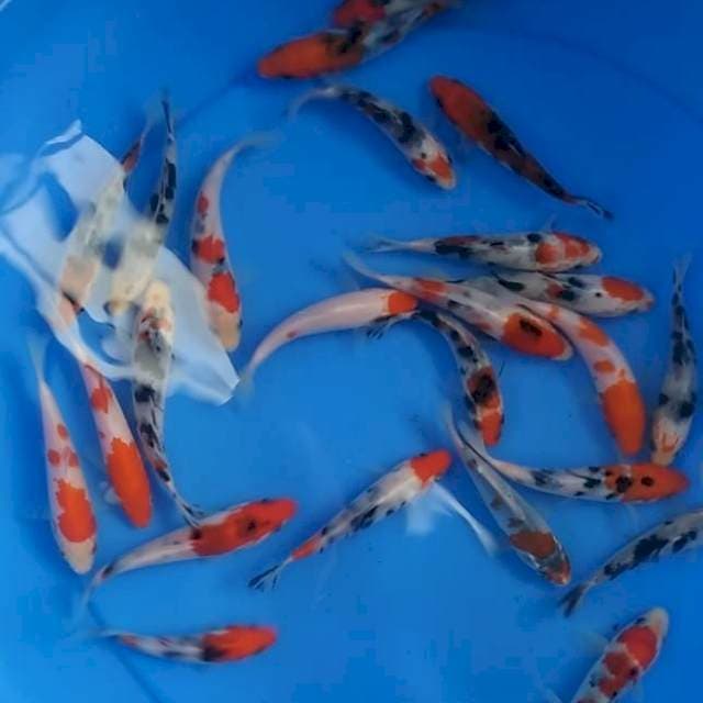 Kohaku, sanke , tanco, beko(25 ekor)