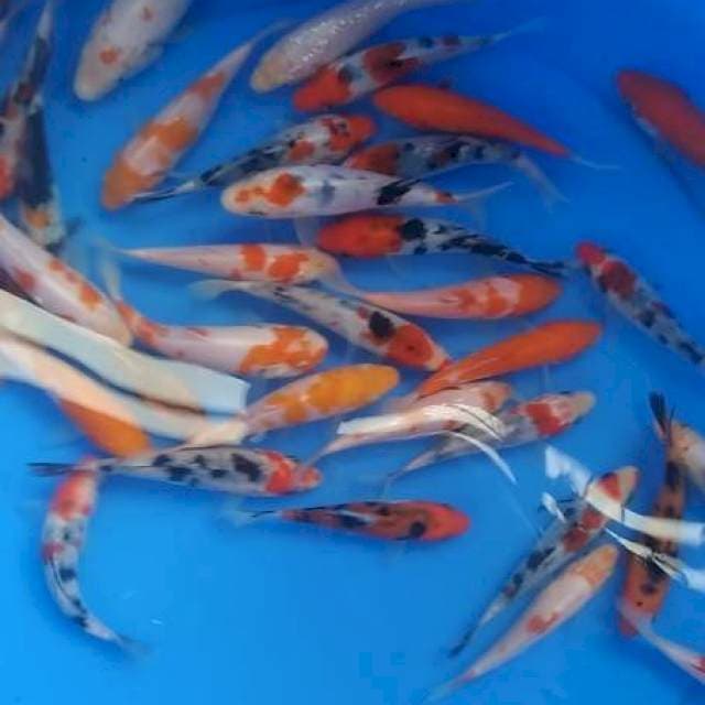 Kohaku sanke, beko, benigoi(40 ekor)