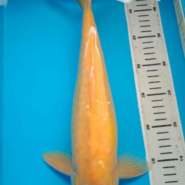 KARASHI DOITSU ARAGOKE 41 cm, JANTAN