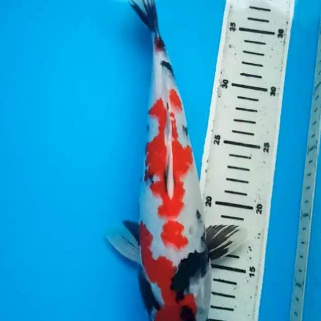 SHOWA 31 Cm, JANTAN