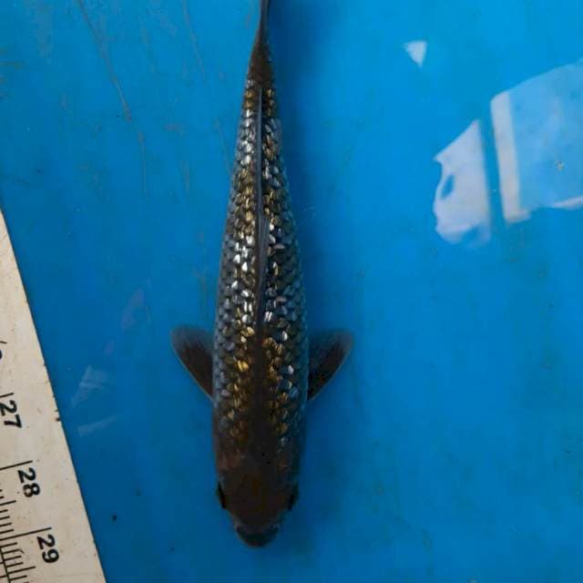 Uchiba Gindrin 23cm