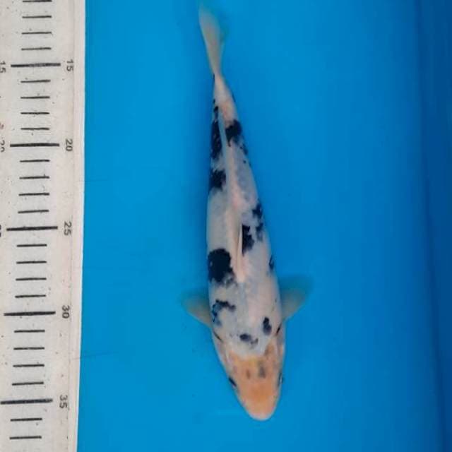 Shiro tategoi 23cm