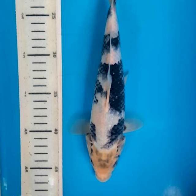Shiro tategoi 25cm