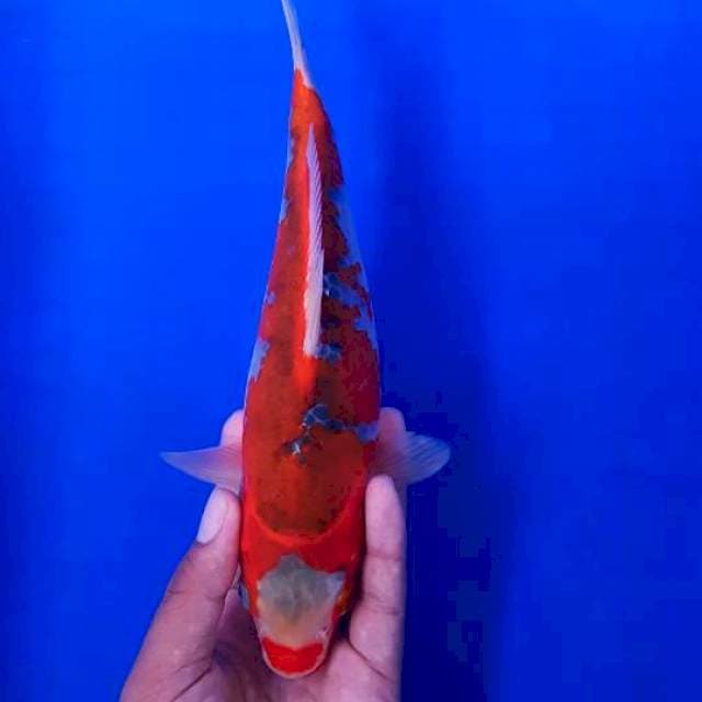 Ghosiki 25cm