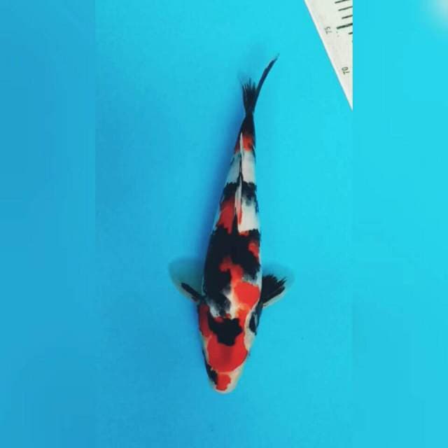 SQ.SHOWA SANDHOKU
