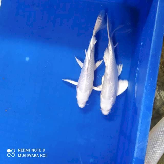 Kumpay platinum 22cm