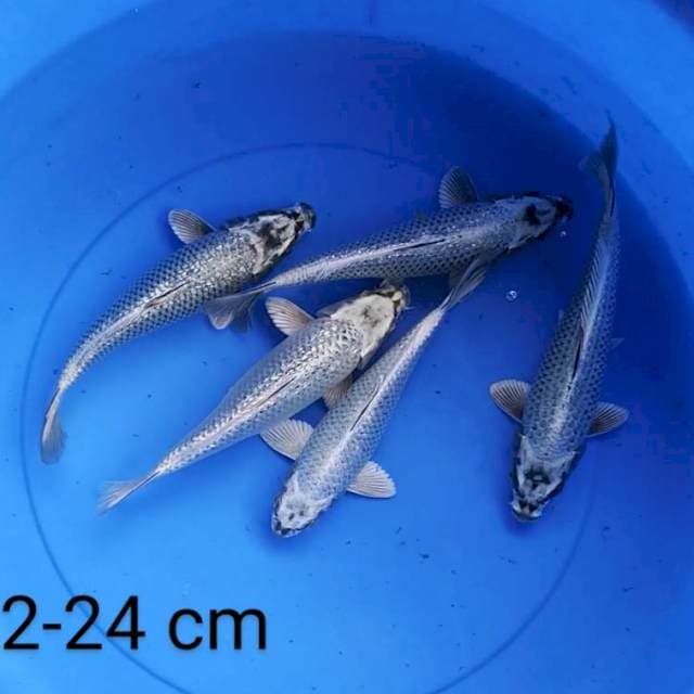 Mukashi ginrin 22-24 cm