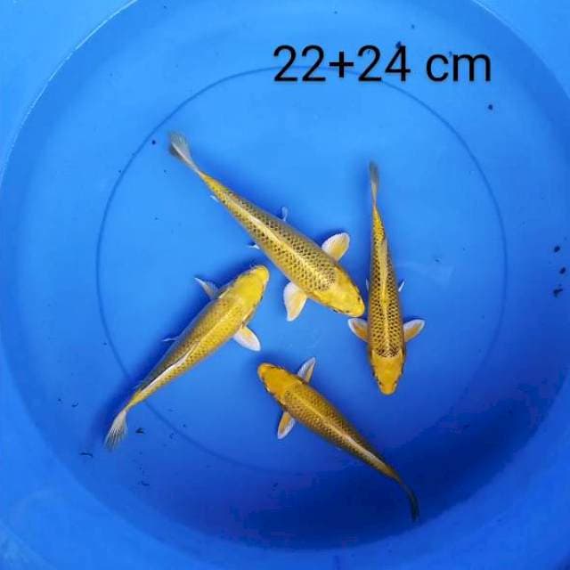 Ki matshuba 22-24 cm