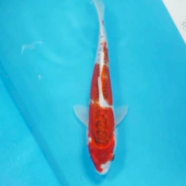 Kiko