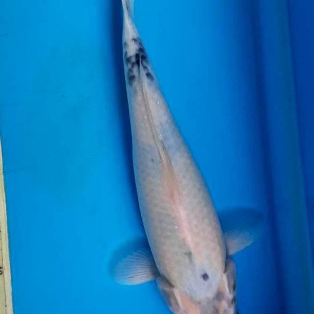 Shiro tategoi 31cm