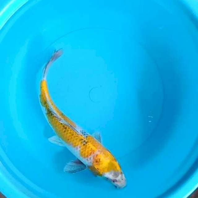 Kin Ki Showa 33cm