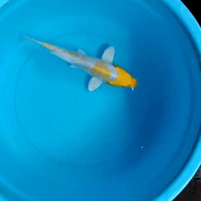 Hariwake