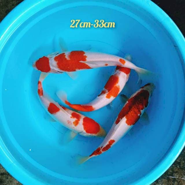 Pket Kohaku