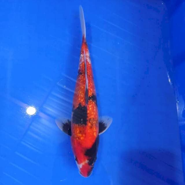 Shows red full gindrin