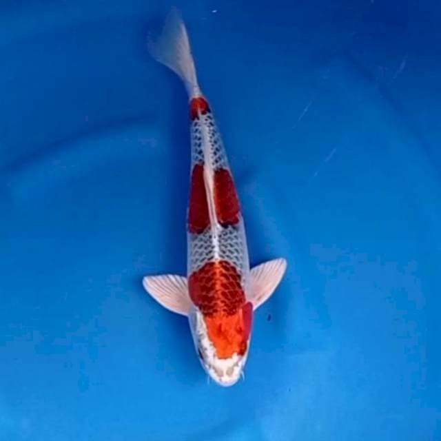 KUJAKU ORIGINAL SQ 30 CM. MALE