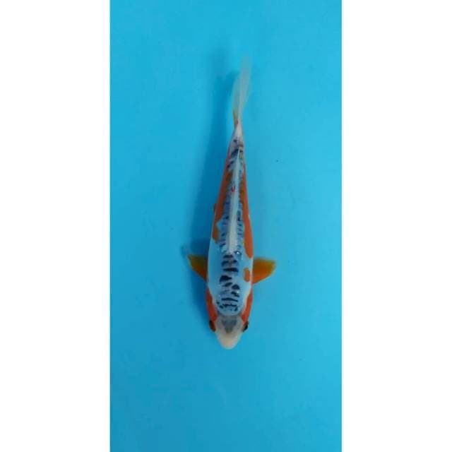 shusui 20 cm