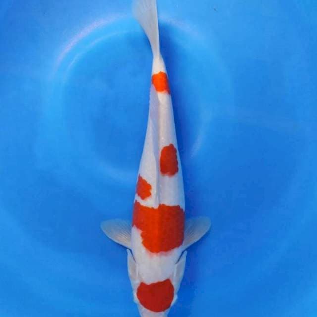 Maruten kohaku 36cm fm