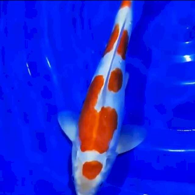 Maruten Kohaku doitsu