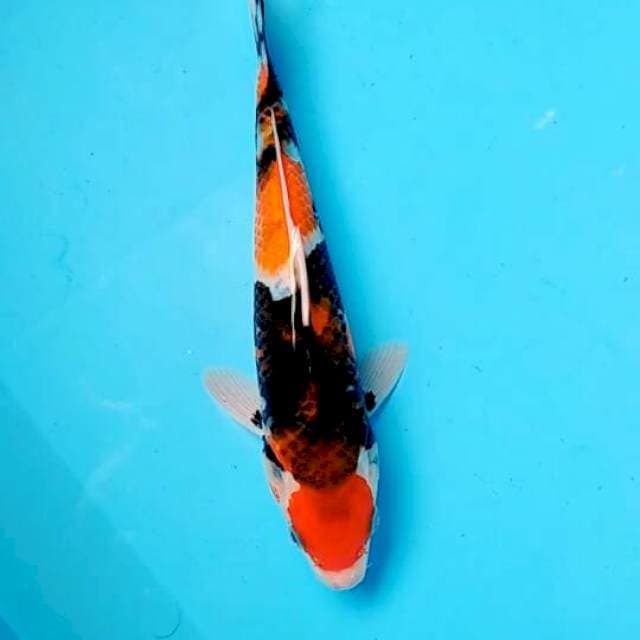 Maruten showa 26cm