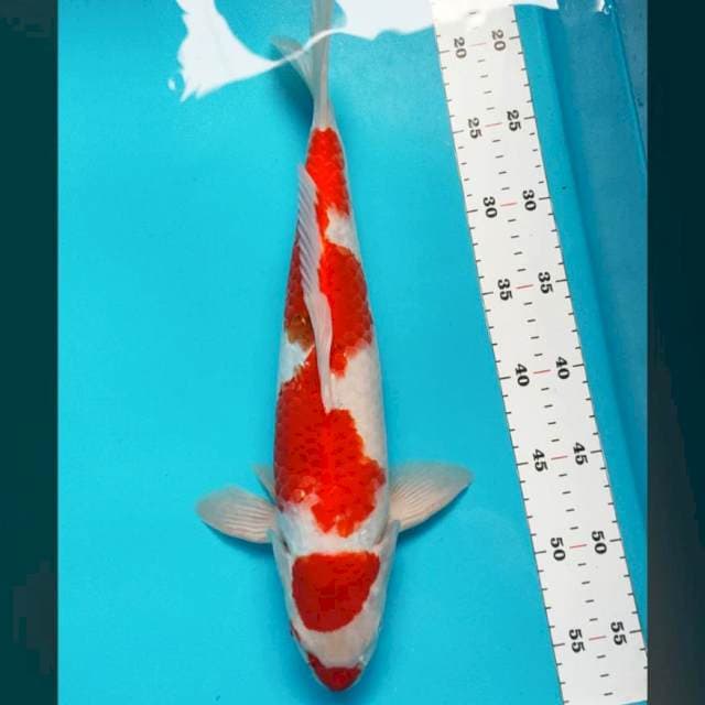 Kohaku 37 cm male