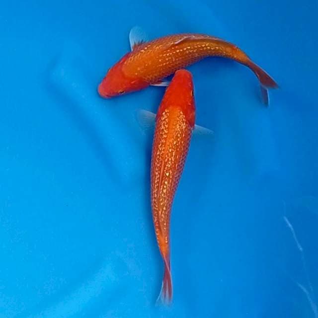 Aka hajiro ginrin 23-24 cm.