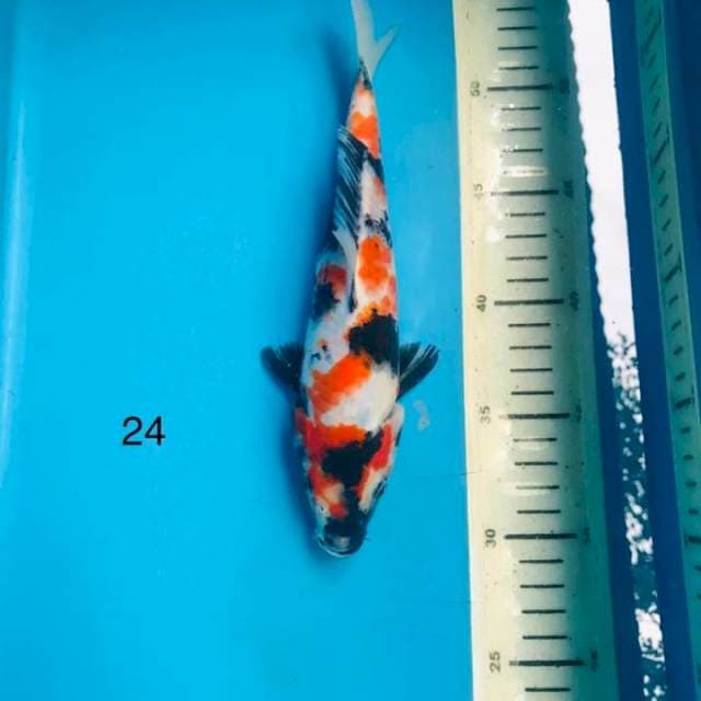Showa ,24cm