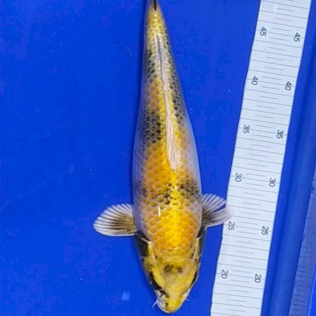 KIN SHOWA 36cm