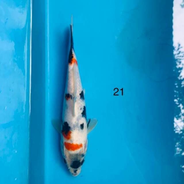Showa tategoi ,21cm