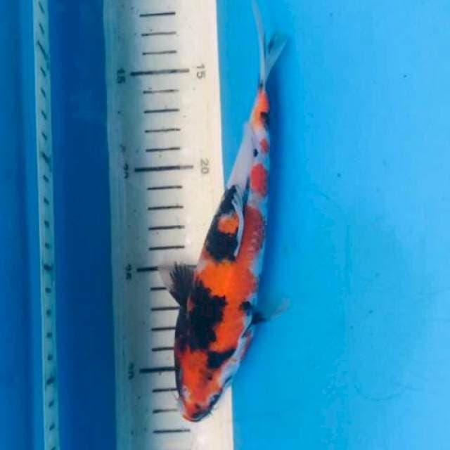 Showa ,20cm