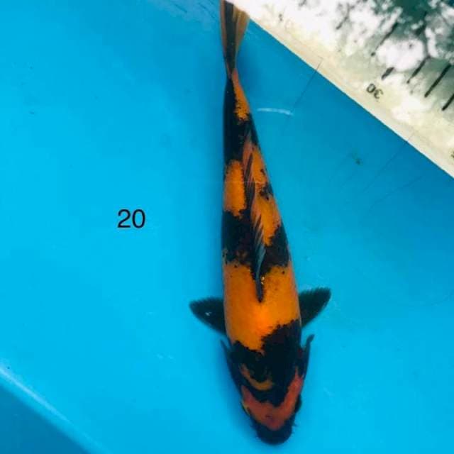 Hi utsuri ,20cm