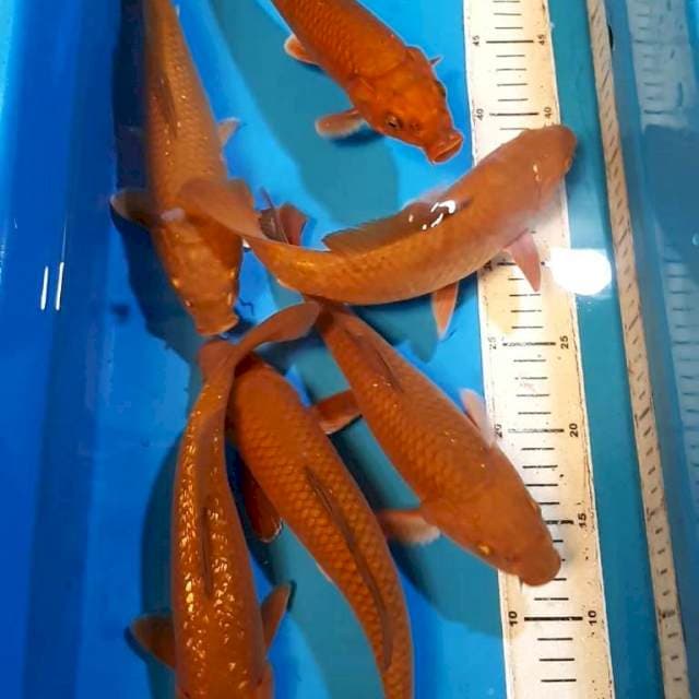 CHAGOI TEMBAGA CALON JUMBO QUALITY 27-29 CM 6 EKR