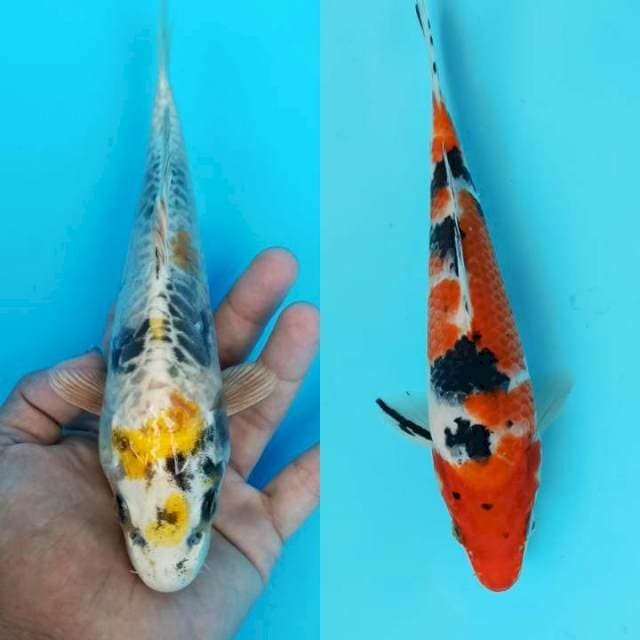 Duet kin kishowa x sanke 22cm