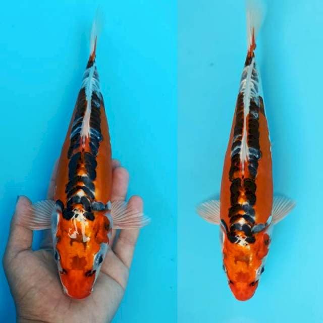 Kujaku doitsu 29cm