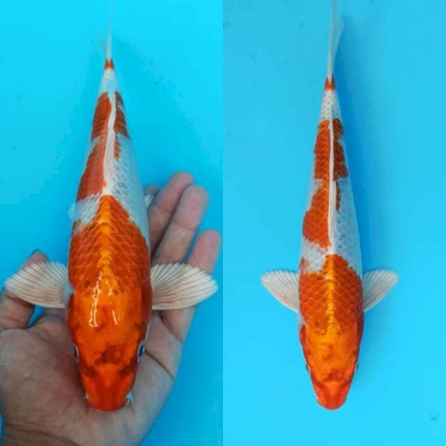 Orenji hariwake strong 26cm
