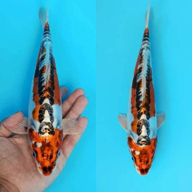Kujaku doitsu glowing 27+cm