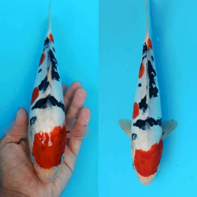 Maruten sanke doitsu 27+cm