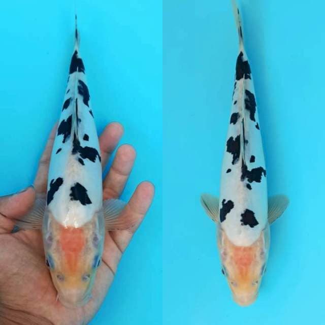 Bekko doitsu dalmation 26+cm