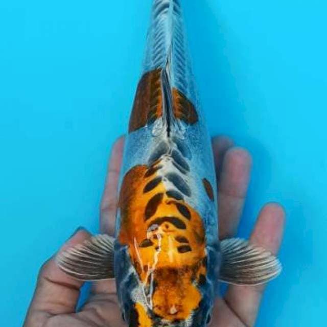 Kin kikokuryu punuk banteng 29cm