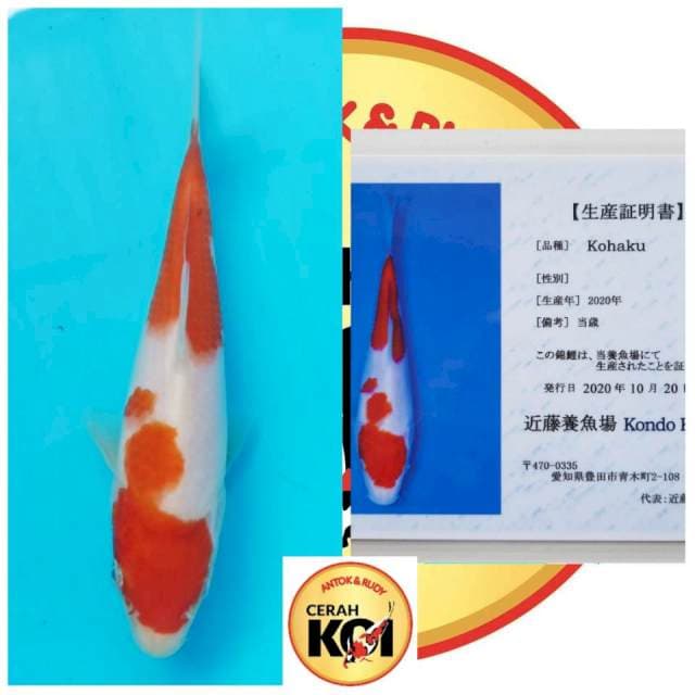 KOHAKU IMPORT SERTI FARM KONDO 17CM