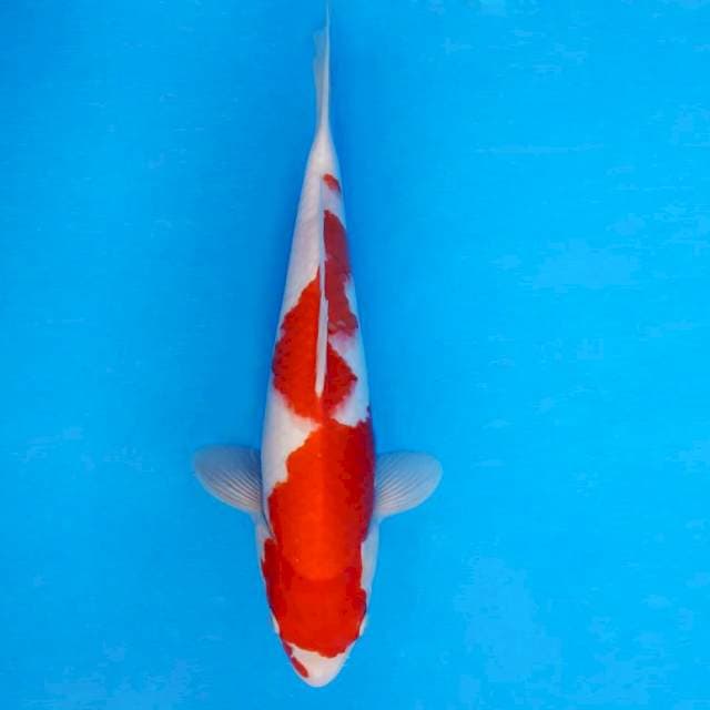 TORA 3 - Kohaku ®
