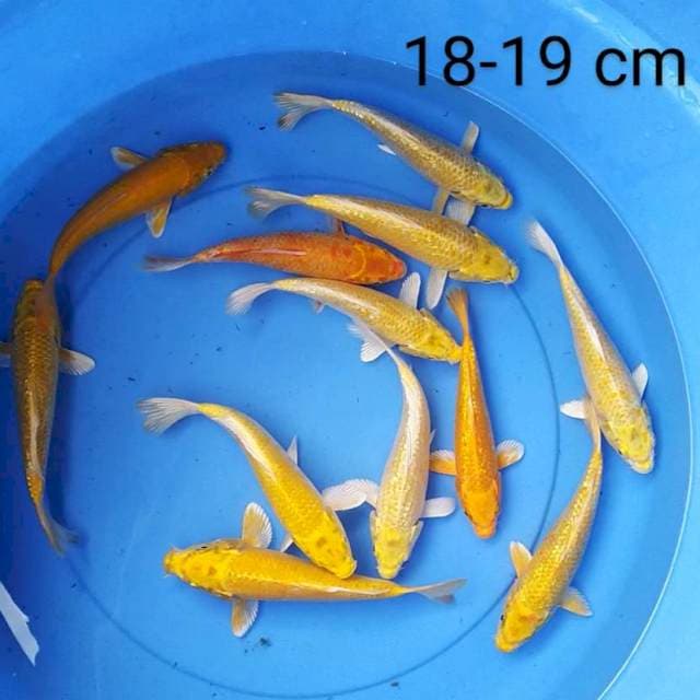 Paket 12 ekor Ogon 18-19 cm