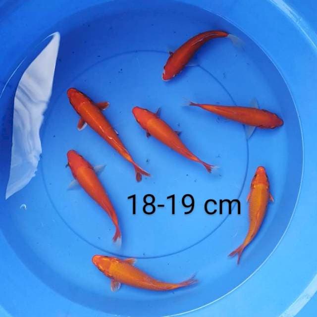 Benigoi 7 ekor 18-19 cm