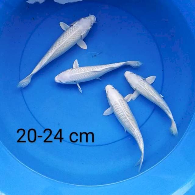 Platinum 4 ekor 22-24 cm