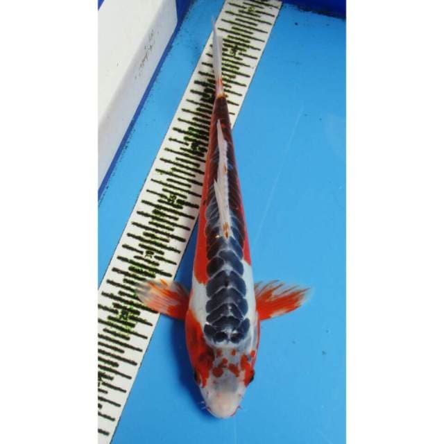SHUSUI RING RAPI 31CM